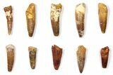 Lot: to Bargain Spinosaurus Teeth - Pieces #133397-1